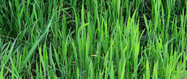 texturas texturas
